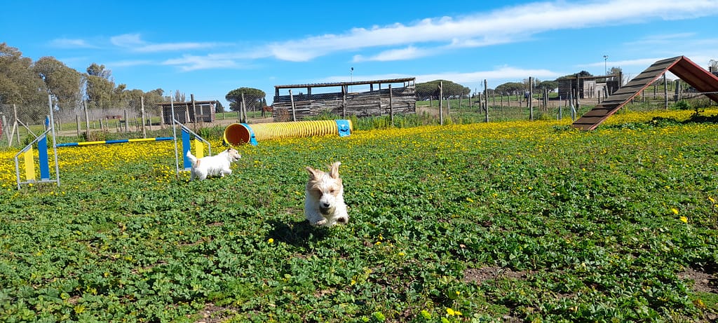 A come Agility 20230304 112827 1024x461