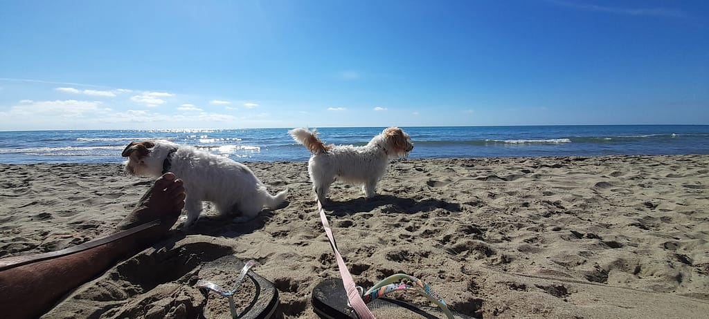 Un'estate al mare 20221005 142428 1024x462