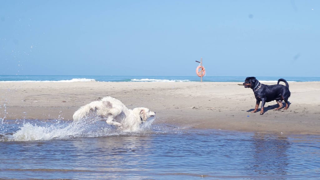 Un'estate al mare Cani Al Mare Estate 2023 16 Of 27 1024x576