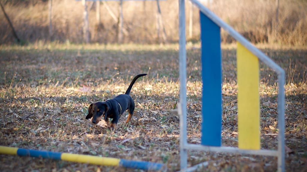 Voglio un cane così! Pubblicare 6 Of 8 1024x576