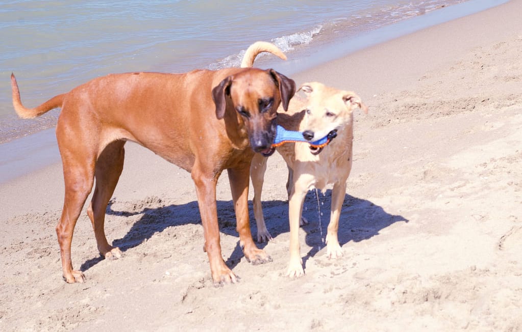 Un'estate al mare Cani Al Mare Estate 2023 20 Of 27 1024x652