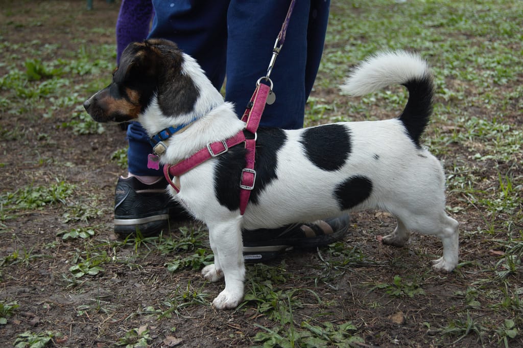 Perché il tuo cane tira al guinzaglio 2011 20121227 1024x681