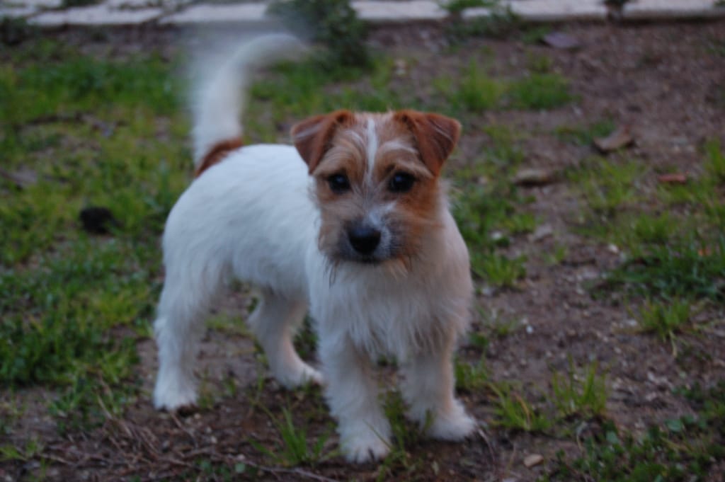 Voglio un cane così! Chiqui Marzo 2001 01