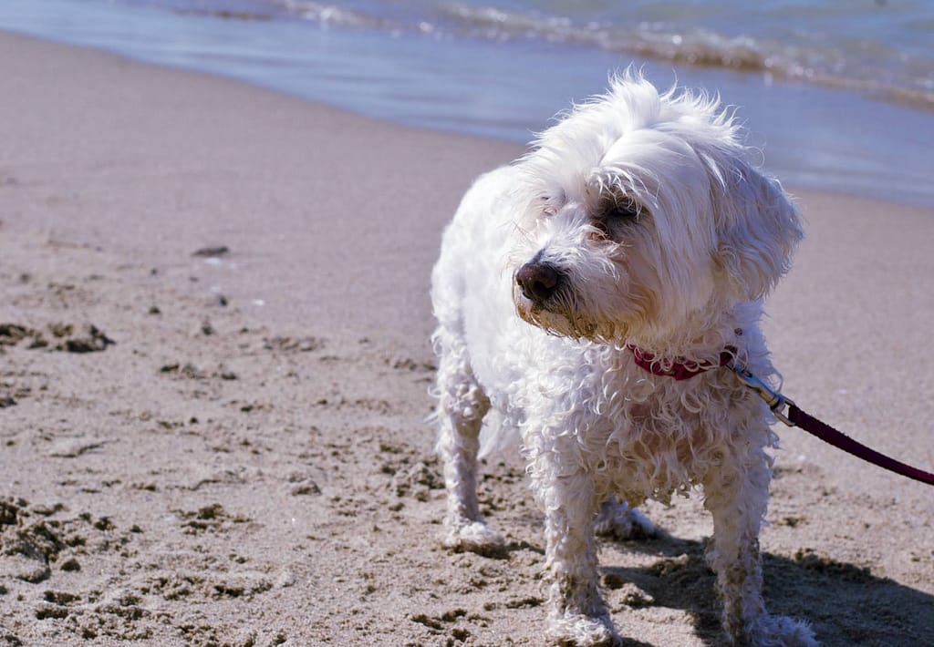 Un'estate al mare Cani Al Mare Estate 2023 22 Of 27 1024x710