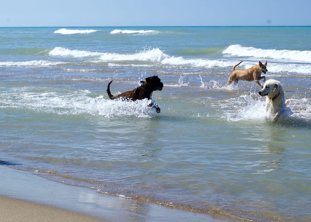 Un'estate al mare Cani Al Mare Estate 2023 27 Of 27 1024x731