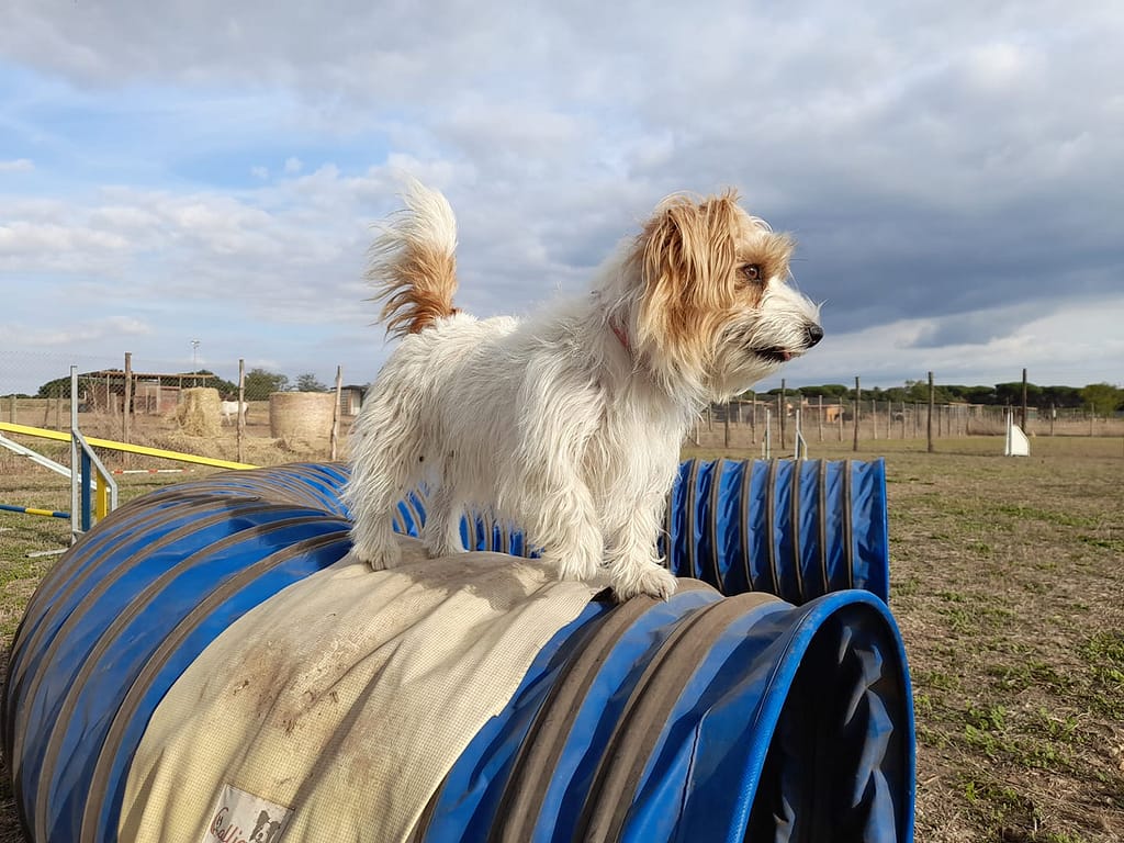 A come Agility 245390513 10224902861953156 6136819592154614558 N 1024x768