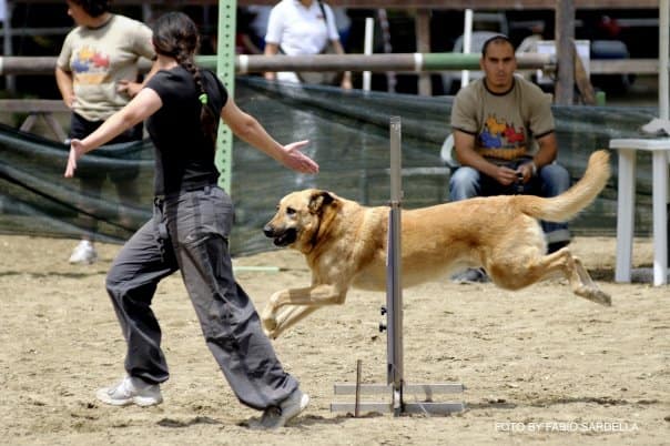 A come Agility 1914126 1191352438310 2524657 N