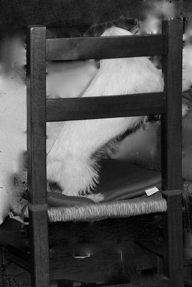 Voglio un cane così! Untitled Album 1 Of 1