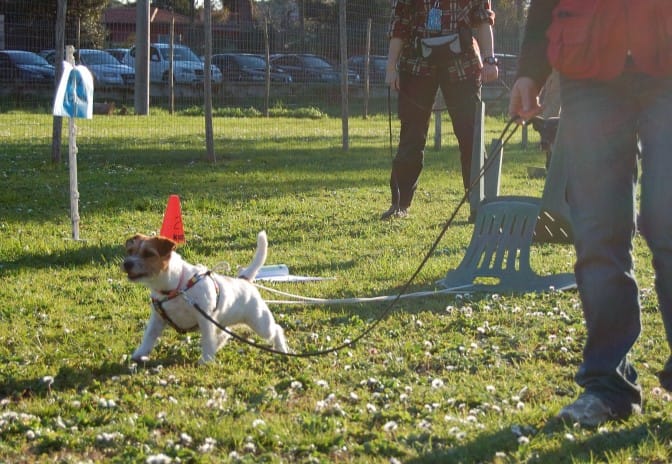 Perché il tuo cane tira al guinzaglio Chiqui Guinzaglio