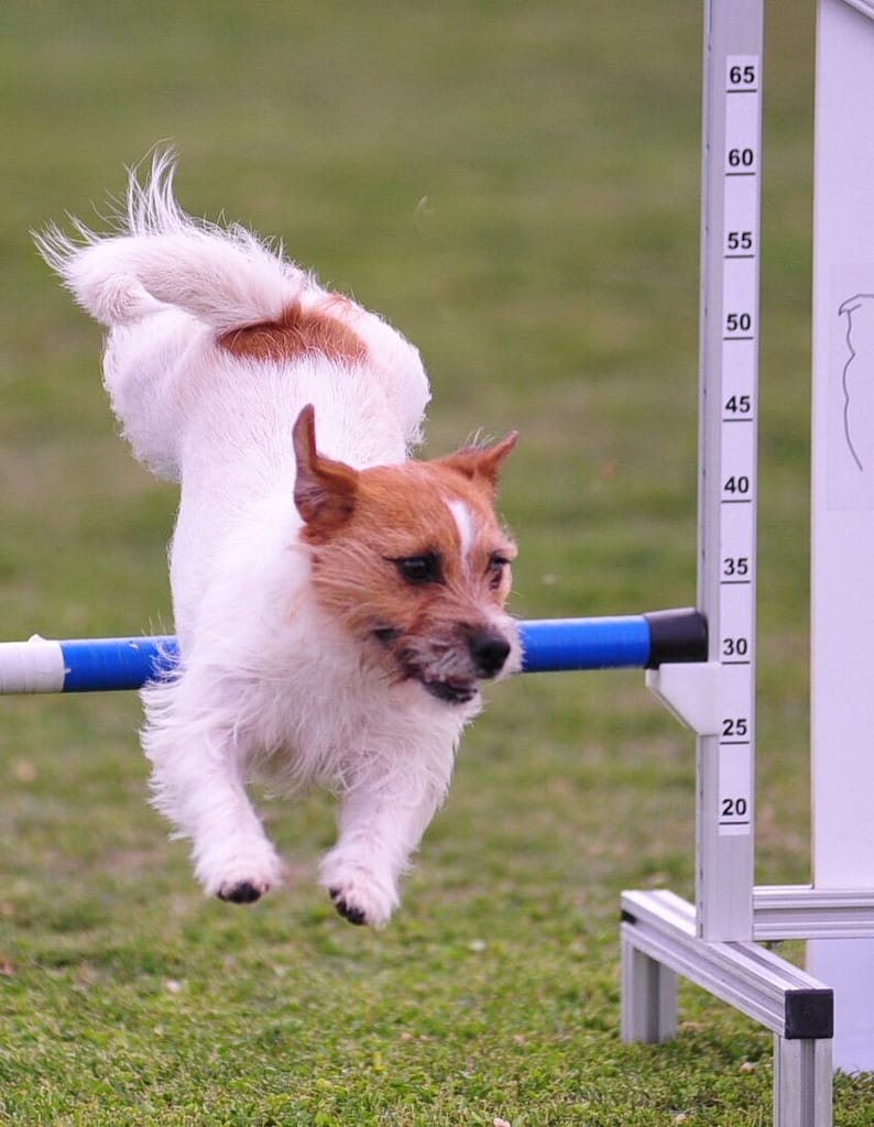 A come Agility Chiqui salta l'ostacolo