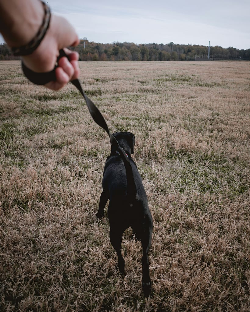 Perché il tuo cane tira al guinzaglio Jordon Conner SjYKio1FfZw Unsplash 820x1024